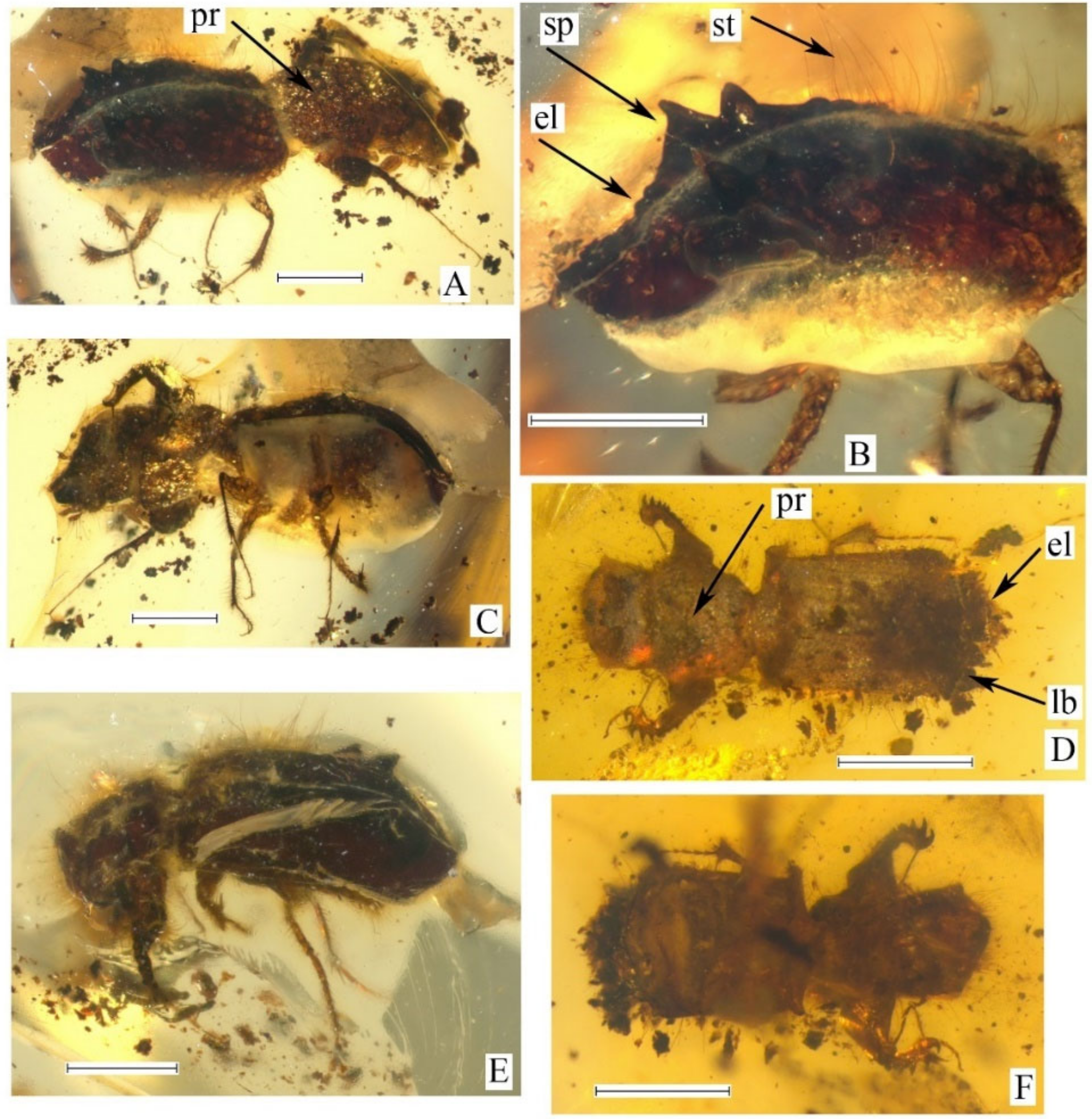 Diversity 14 01114 g003