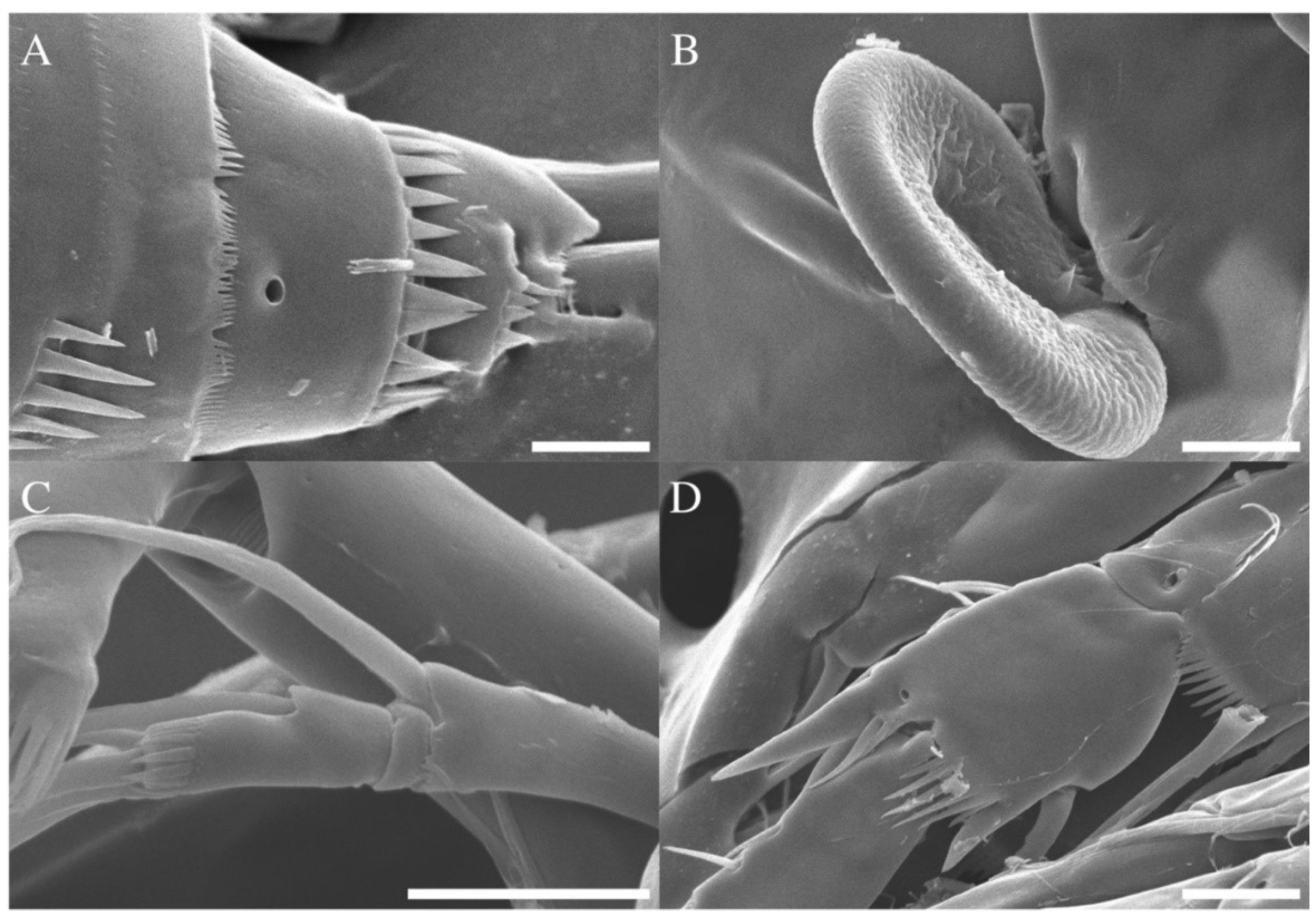 Diversity 14 01127 g008 Diversity 14 01127 g008