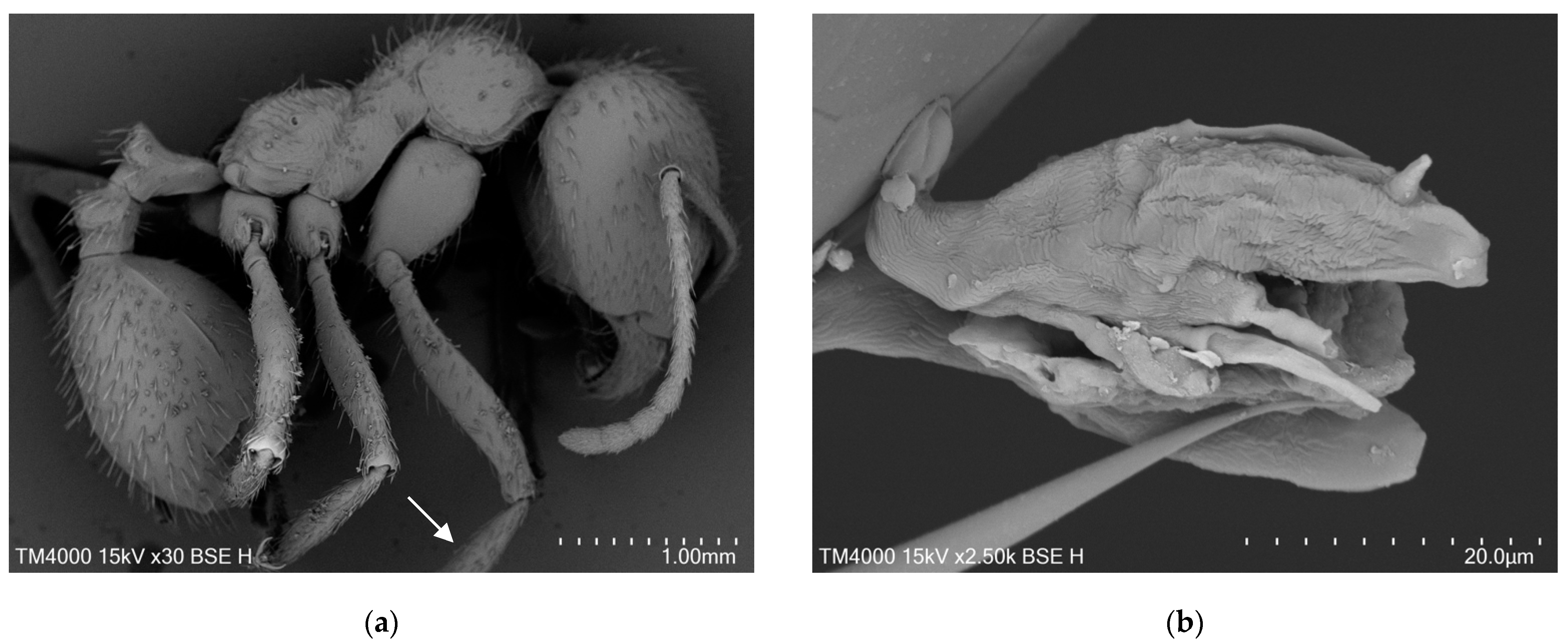 Diversity 14 01132 g002