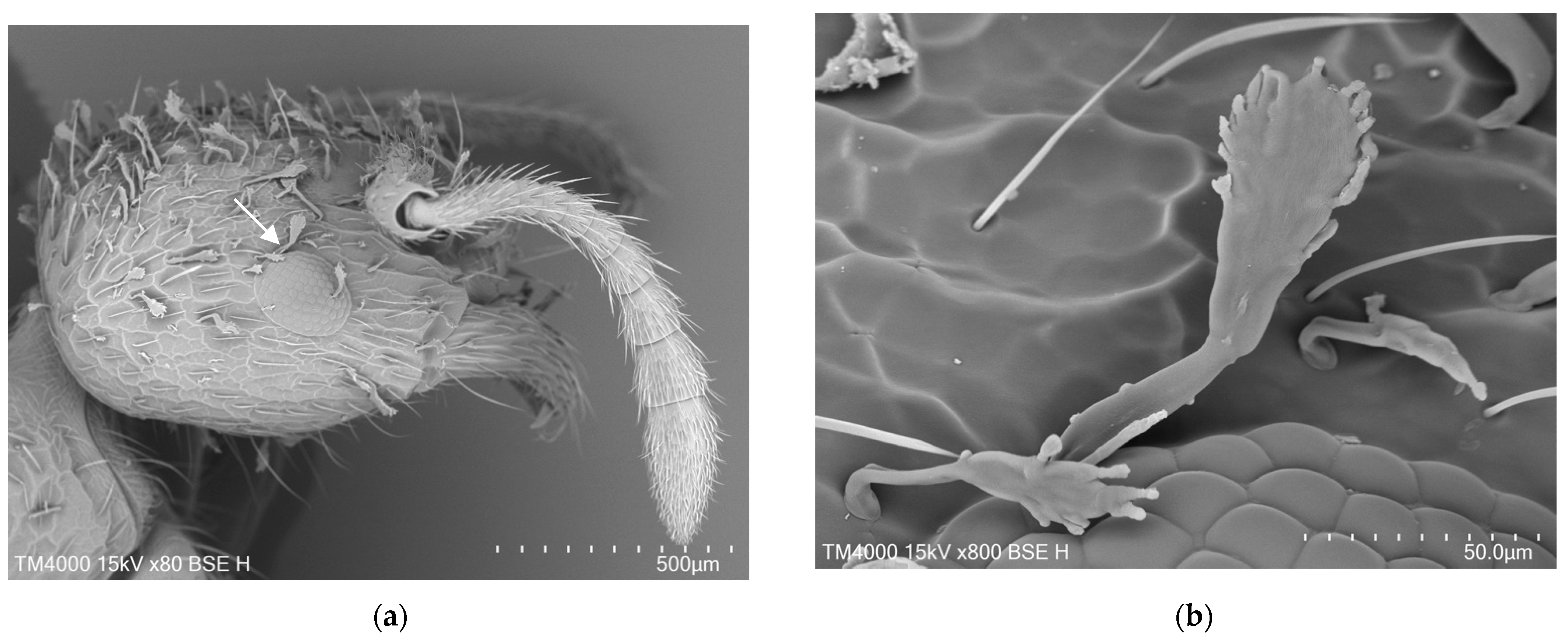 Diversity 14 01132 g003