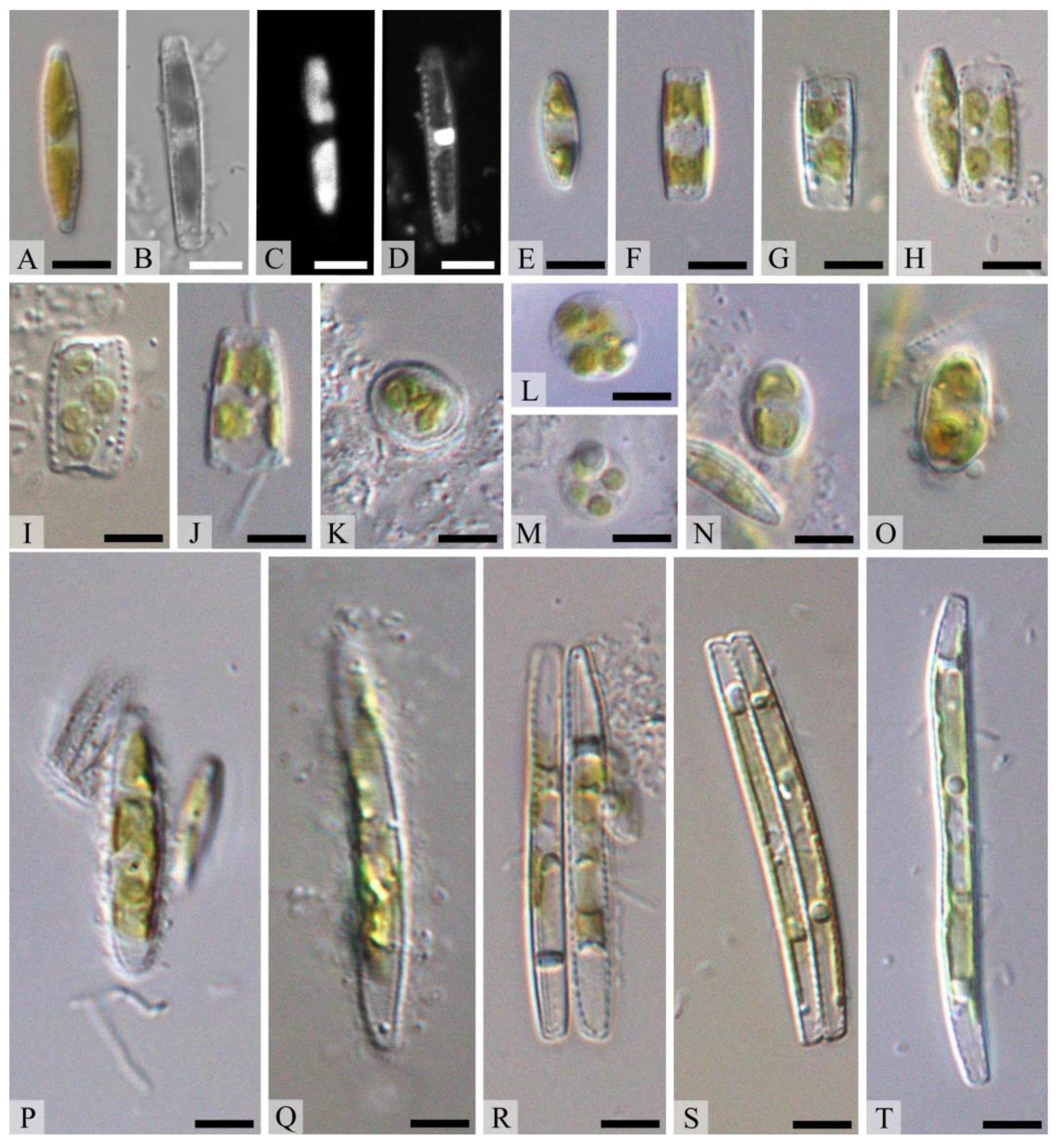 Diversity 14 01133 g003