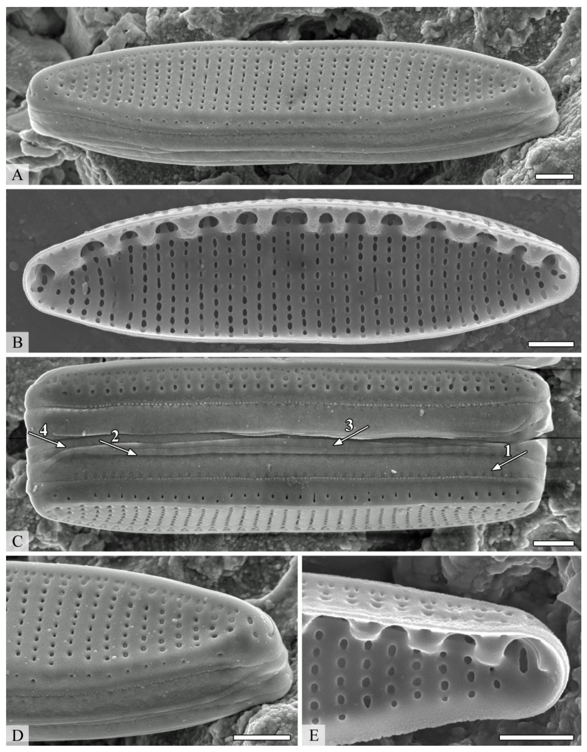 Diversity 14 01133 g004