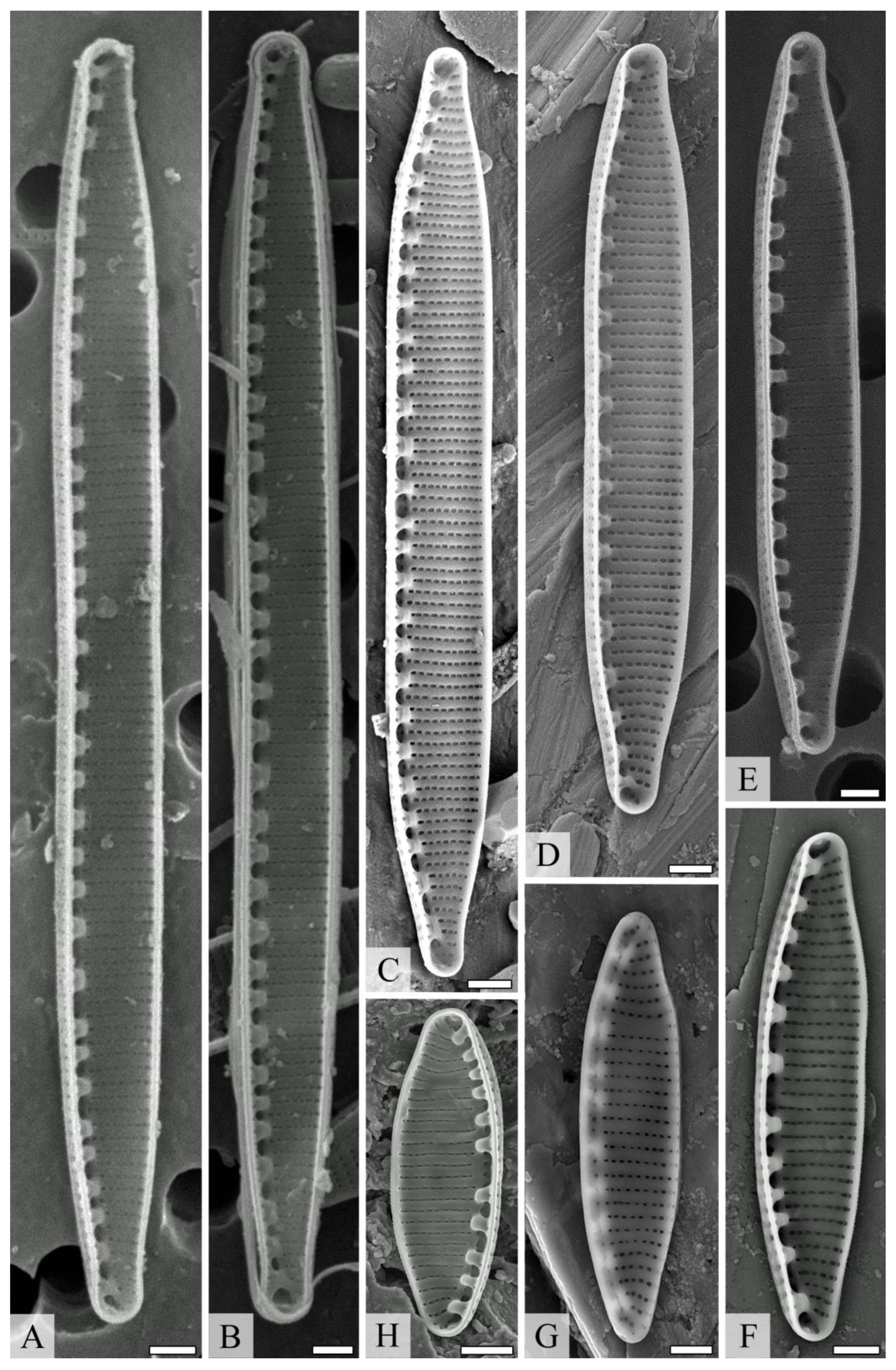 Diversity 14 01133 g005