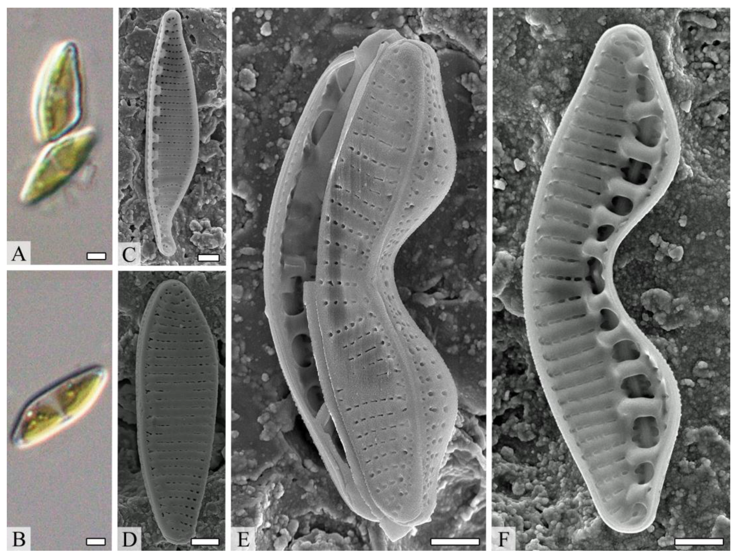 Diversity 14 01133 g006