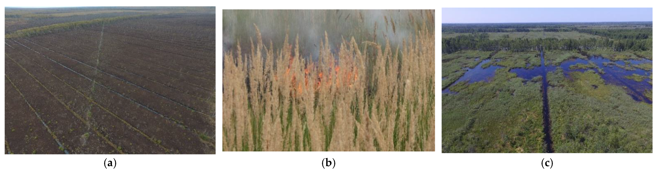 Diversity 15 00003 g001