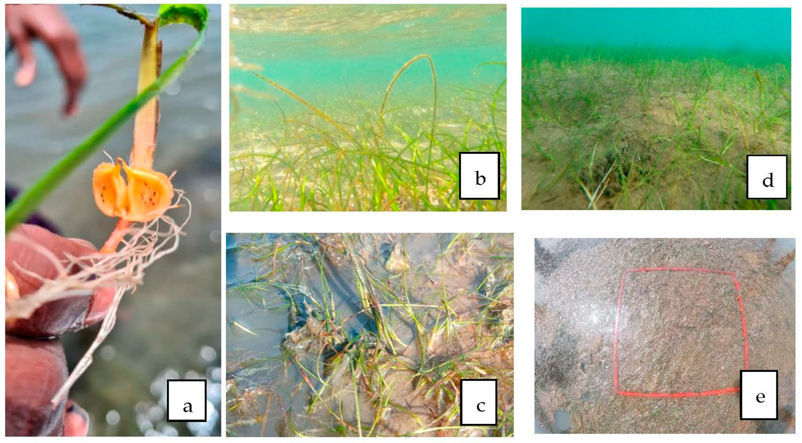 Diversity 15 00005 g002