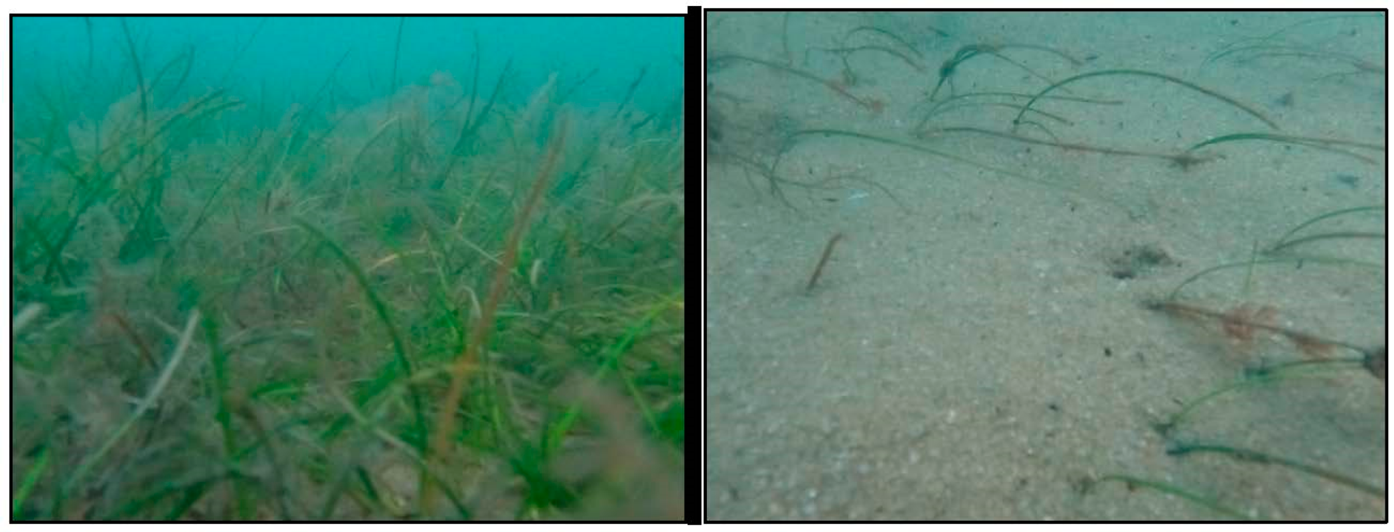 Diversity 15 00005 g010