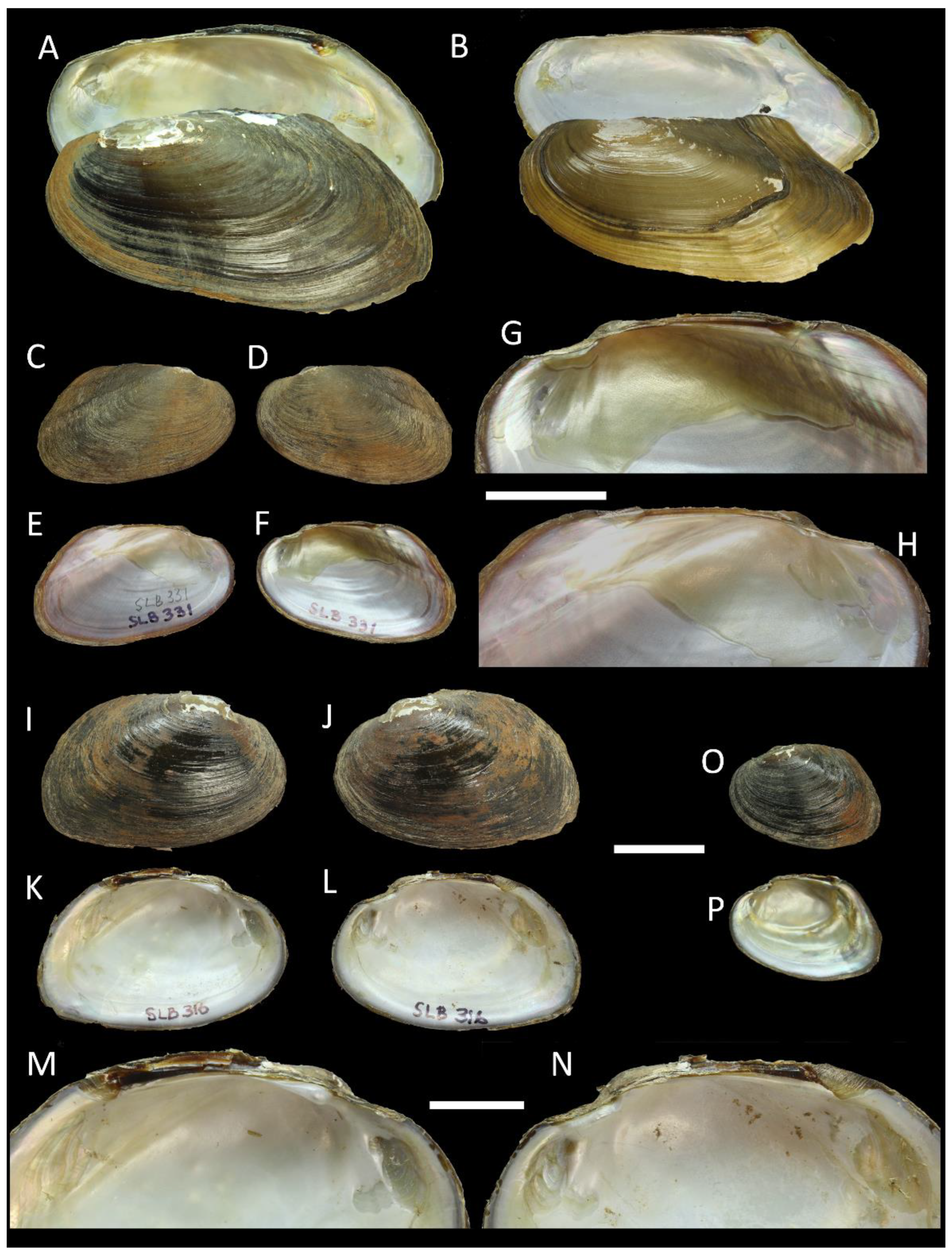 Diversity 15 00010 g002