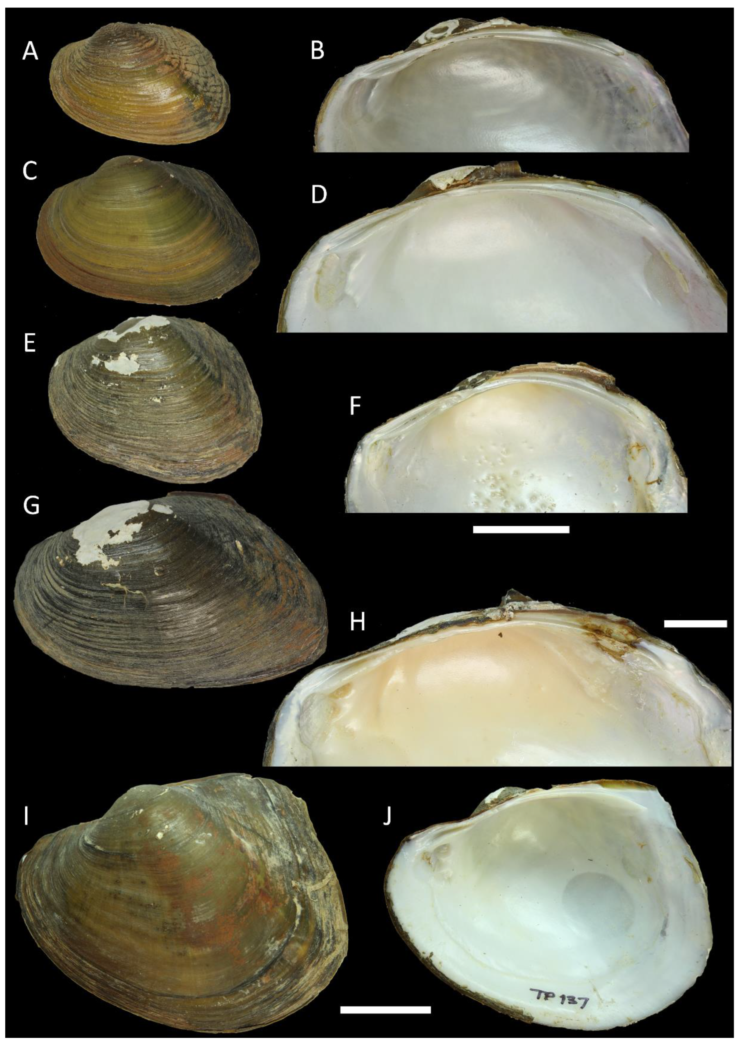 Diversity 15 00010 g004