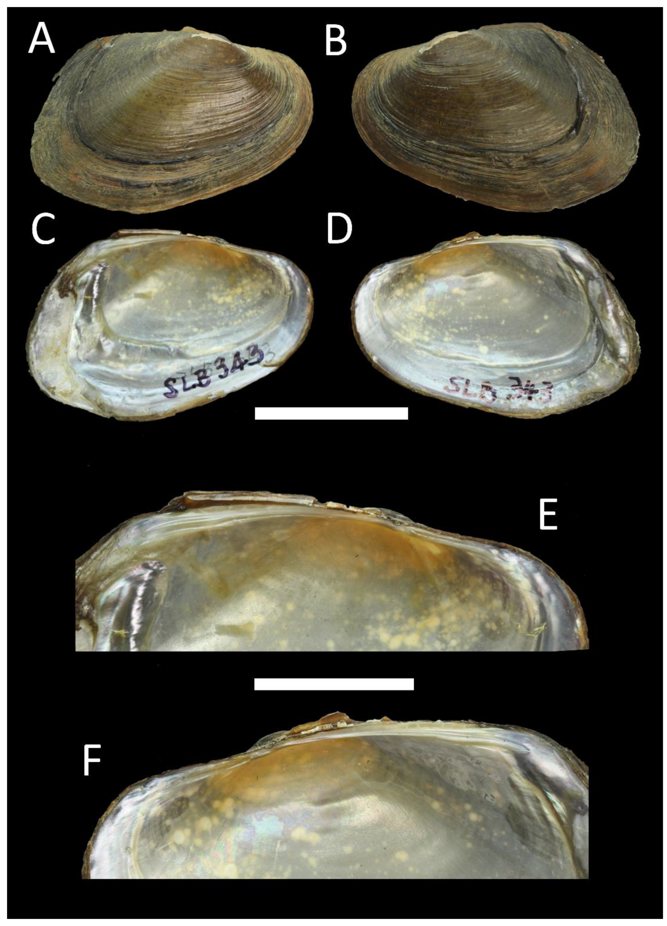 Diversity 15 00010 g005