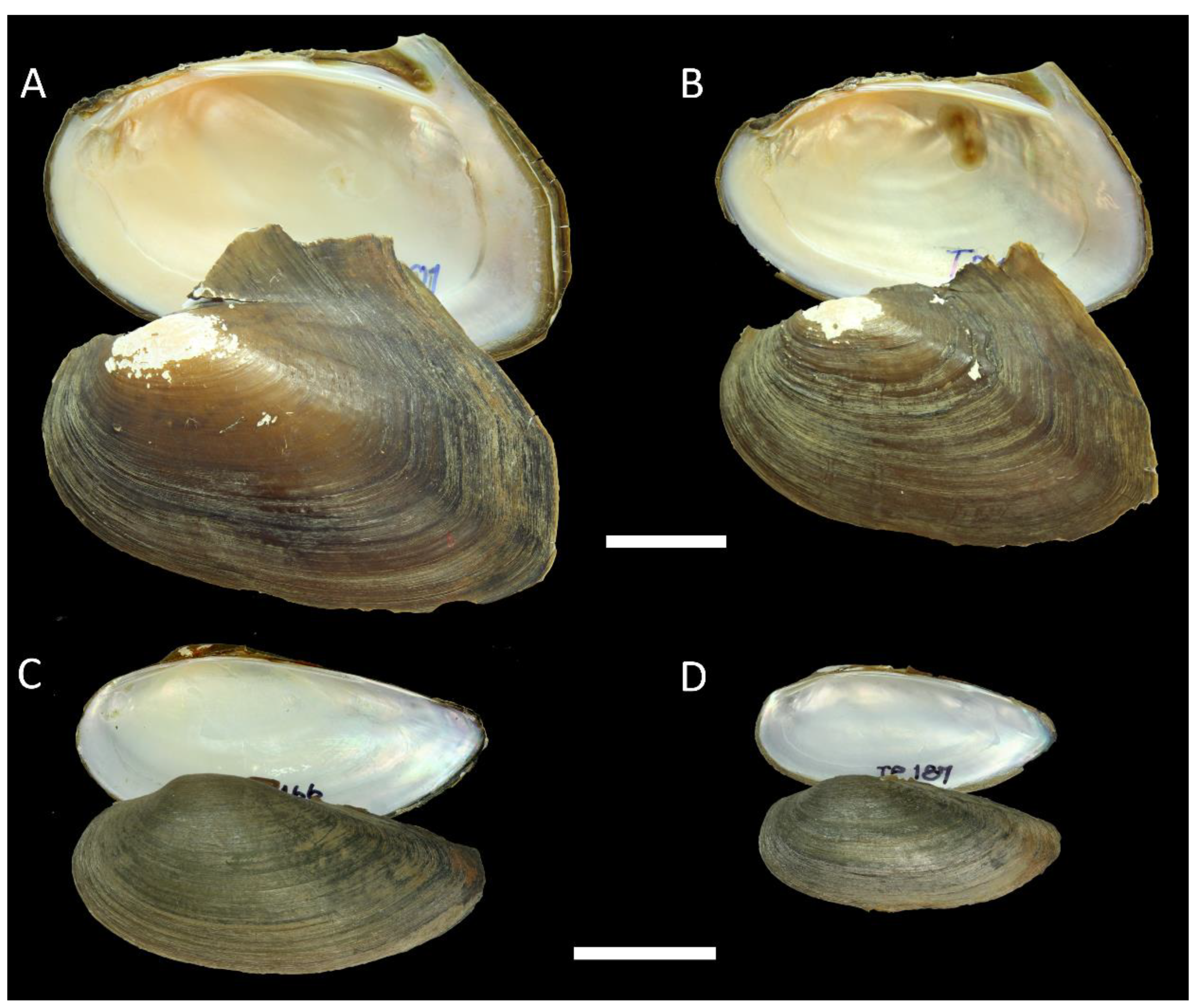 Diversity 15 00010 g006