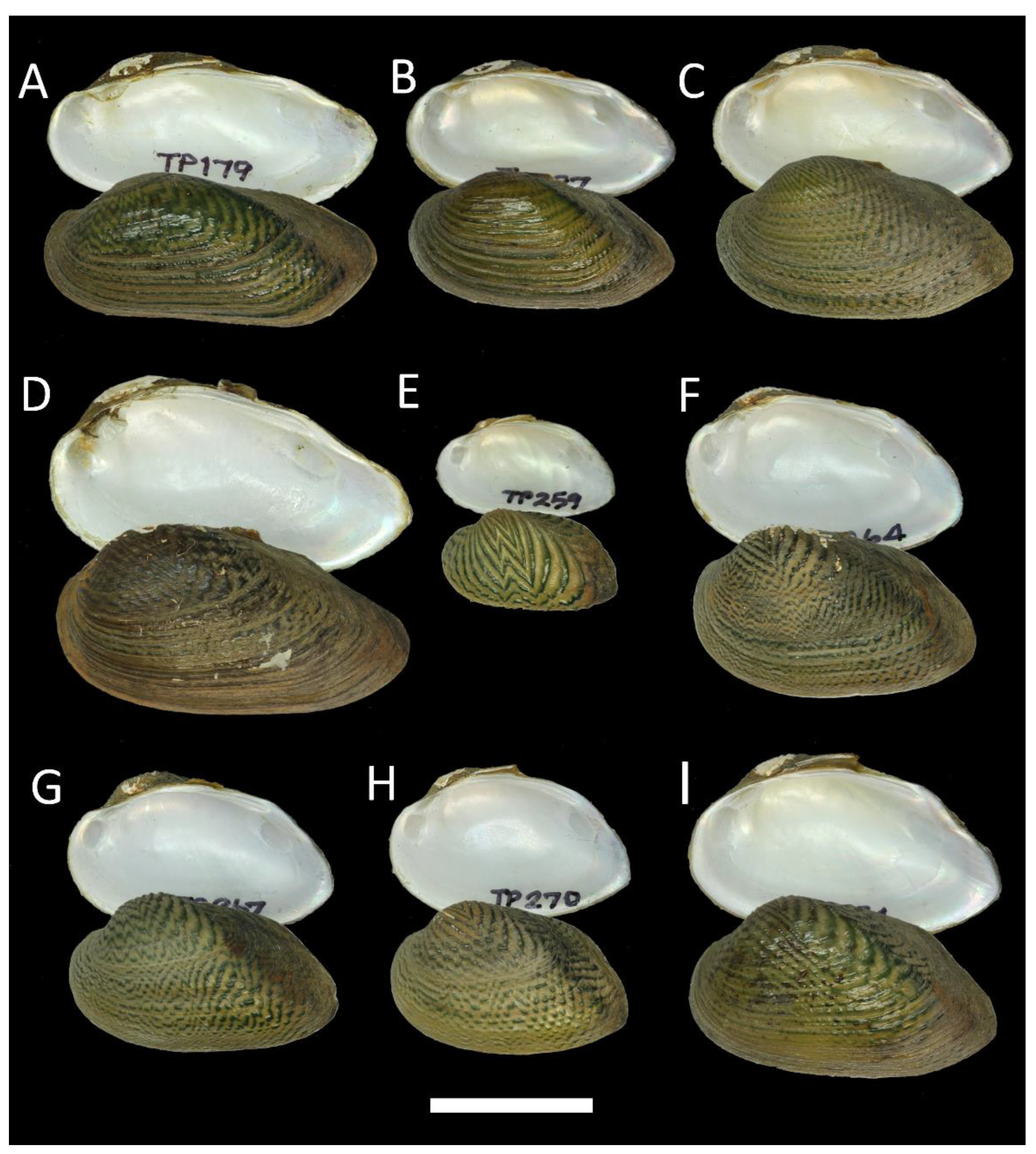 Diversity 15 00010 g007