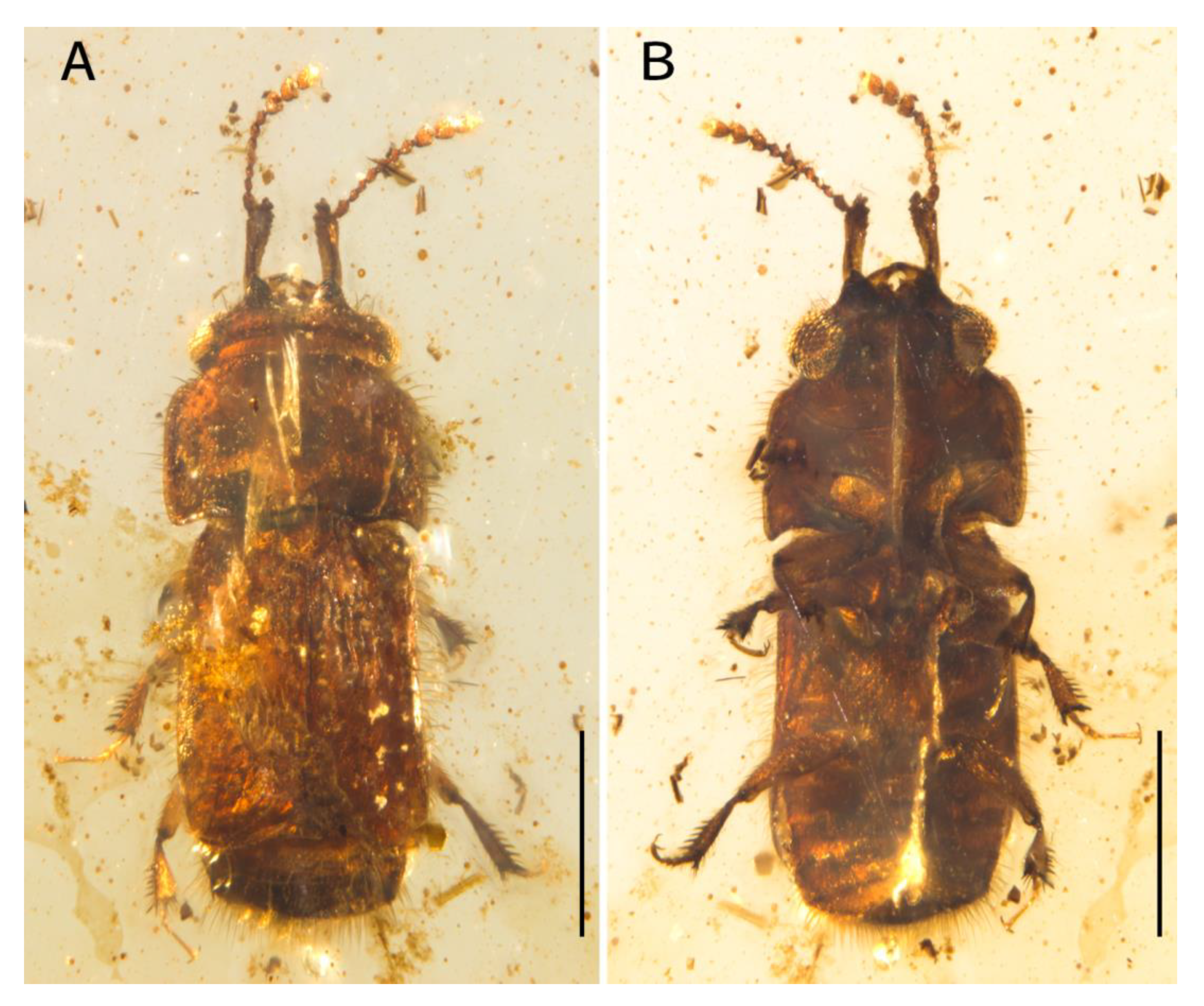 Diversity 15 00019 g001