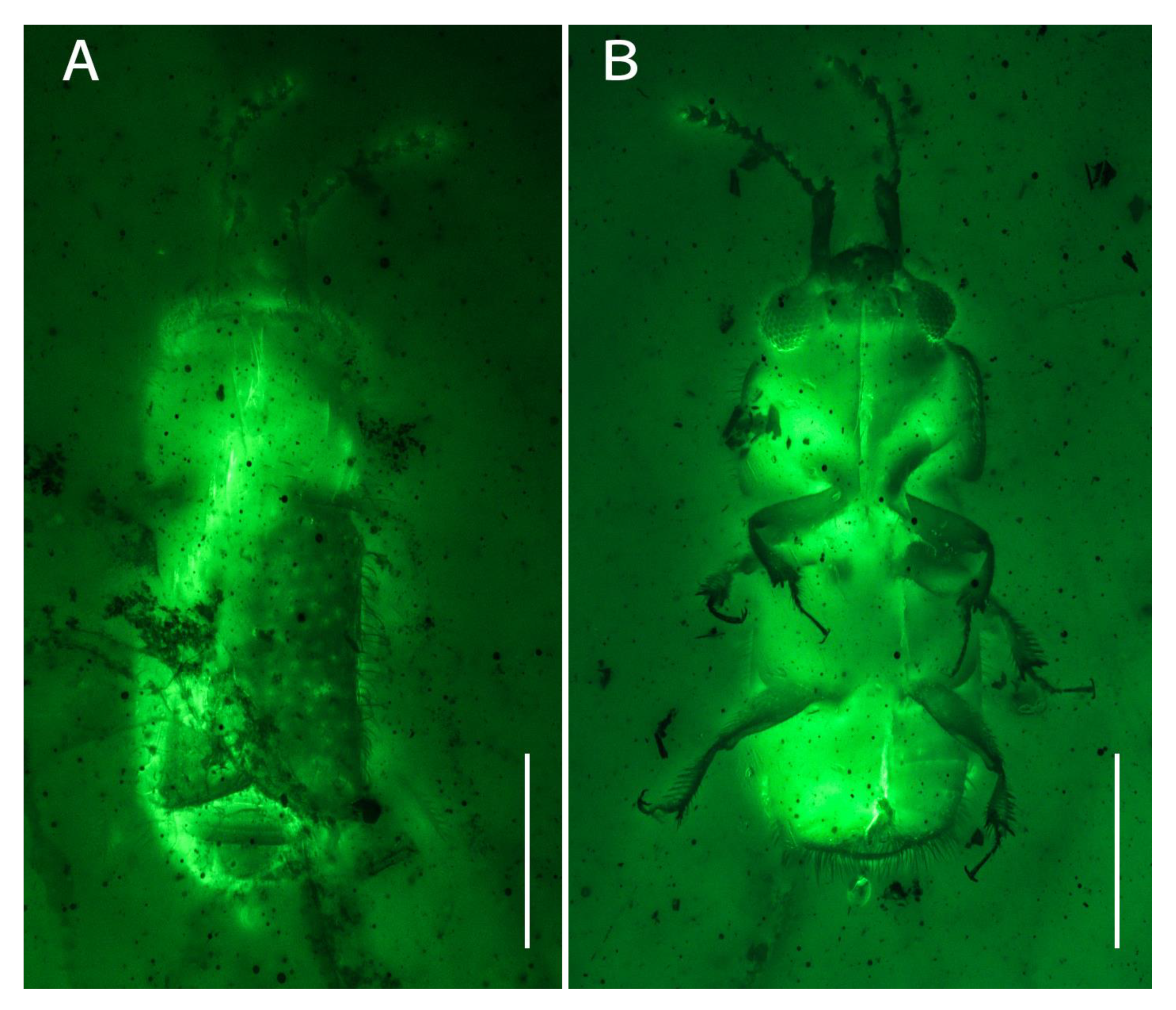 Diversity 15 00019 g002