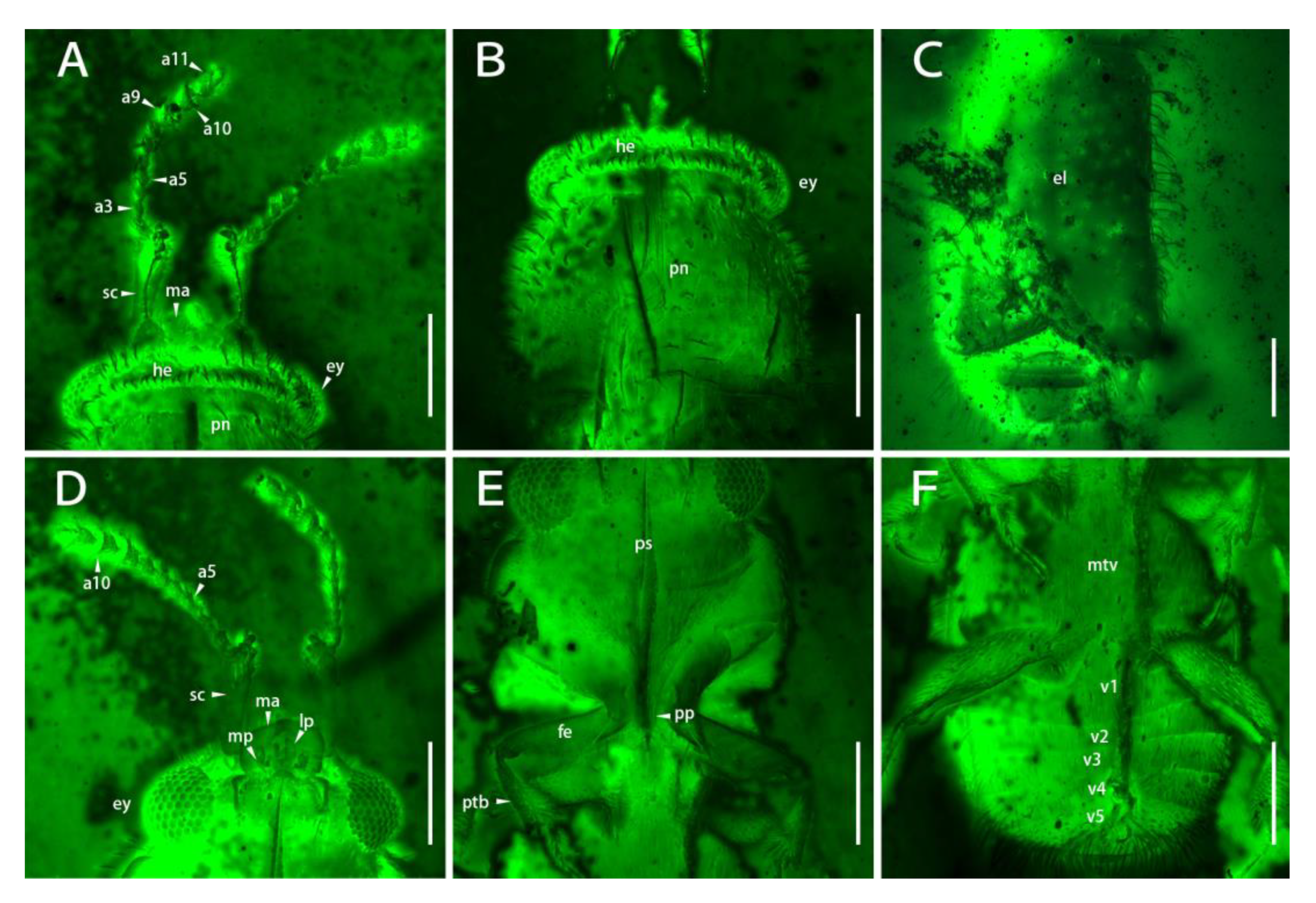 Diversity 15 00019 g003