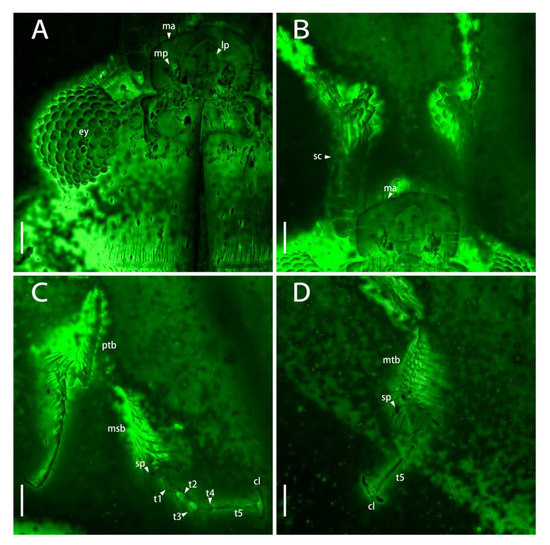 Diversity 15 00019 g004