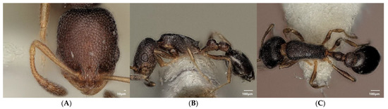 Diversity 15 00025 g003