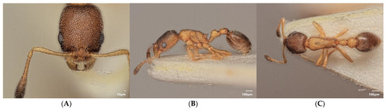 Diversity 15 00025 g004