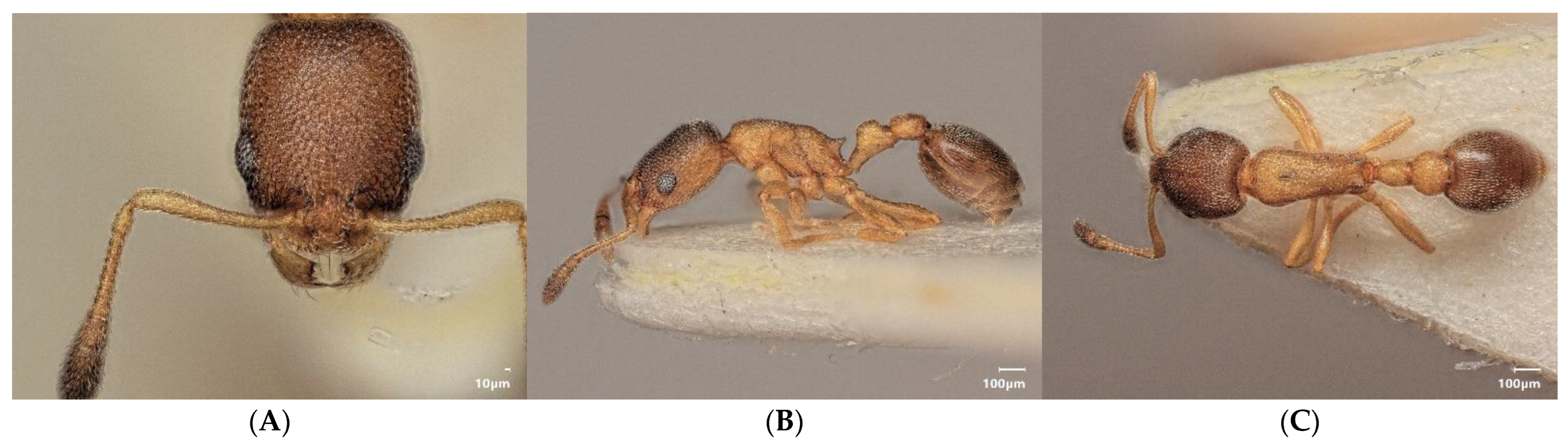 Diversity 15 00025 g004