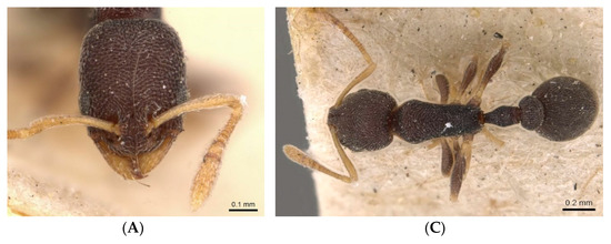 Diversity 15 00025 g006a