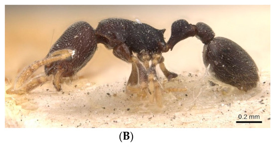 Diversity 15 00025 g006b