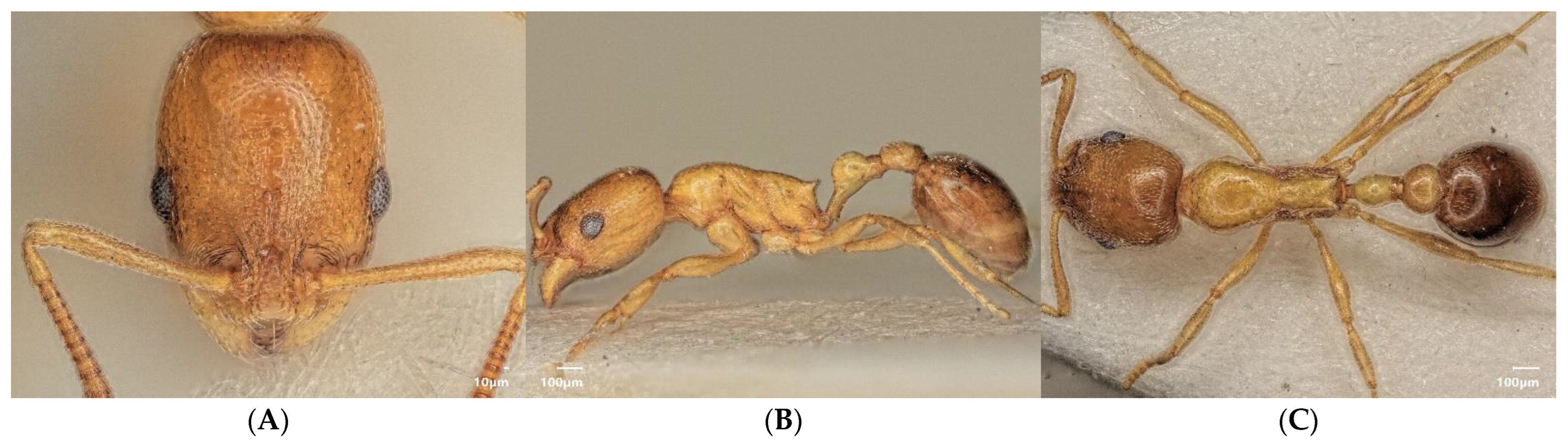 Diversity 15 00025 g009