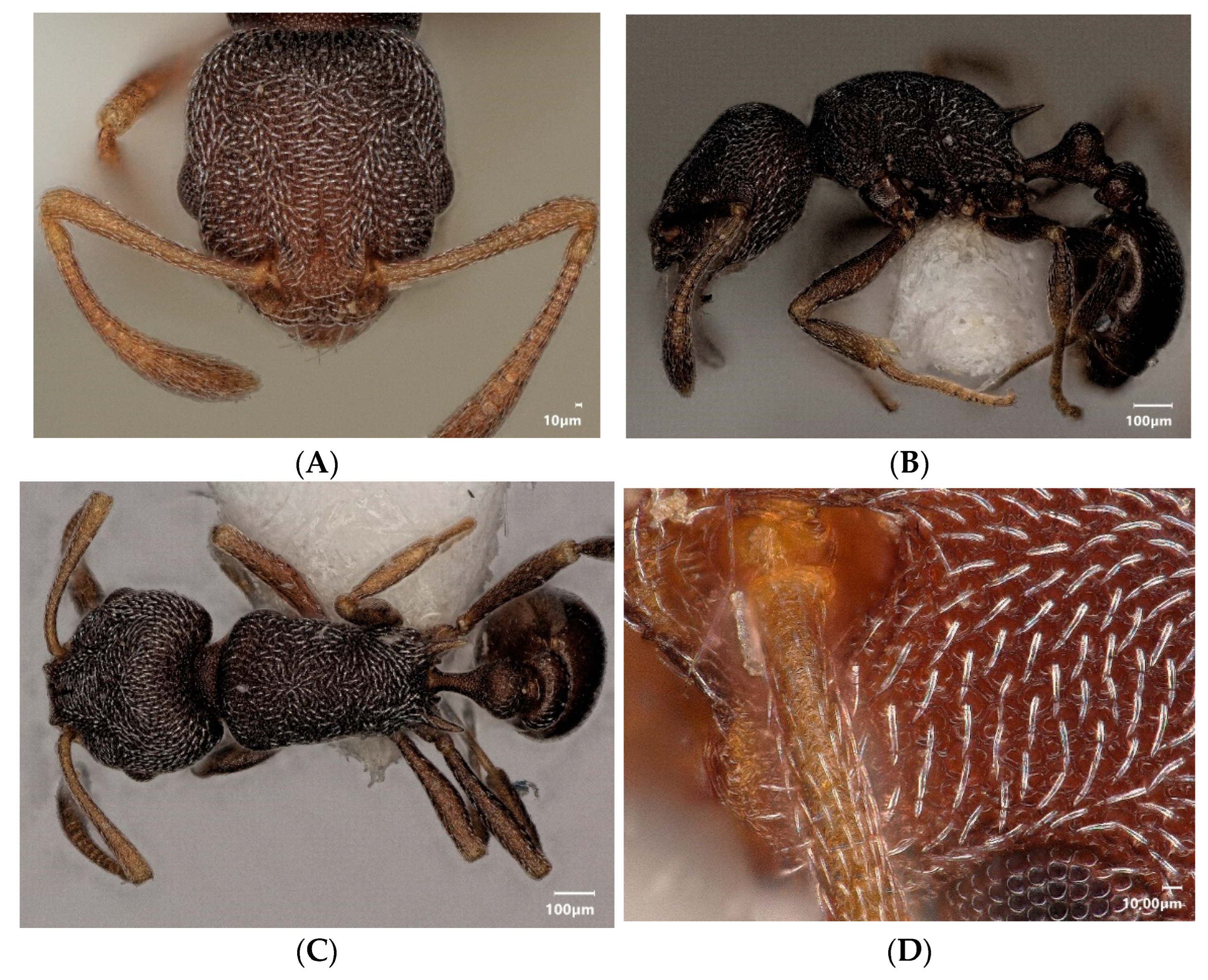 Diversity 15 00025 g010