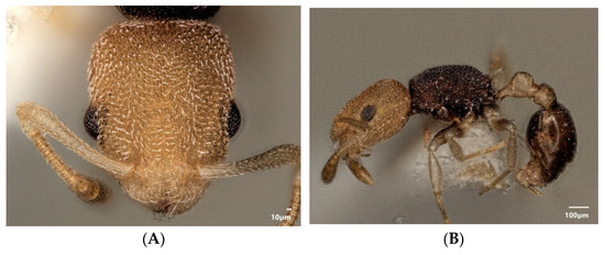 Diversity 15 00025 g011a