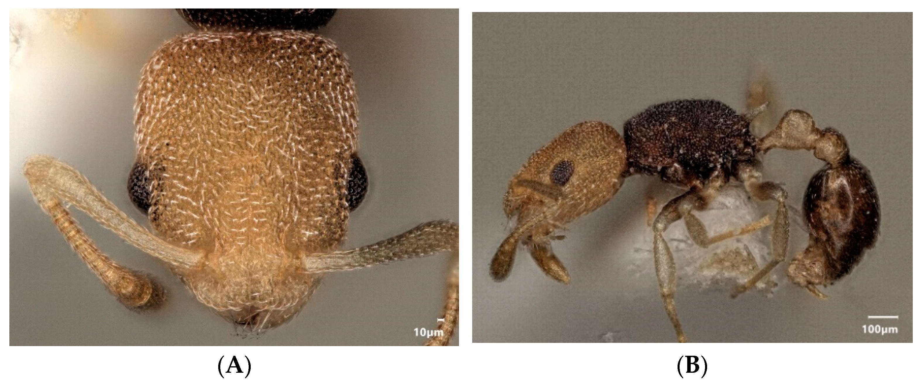 Diversity 15 00025 g011a