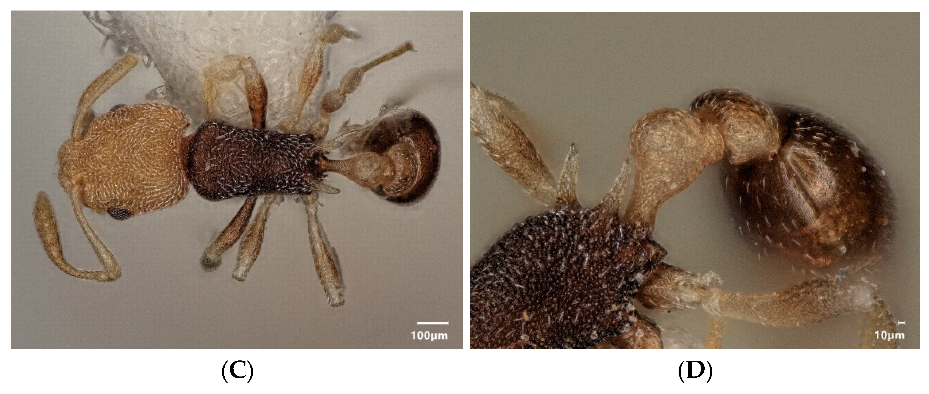 Diversity 15 00025 g011b