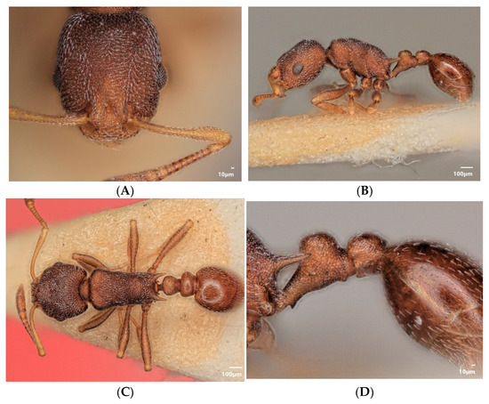 Diversity 15 00025 g012