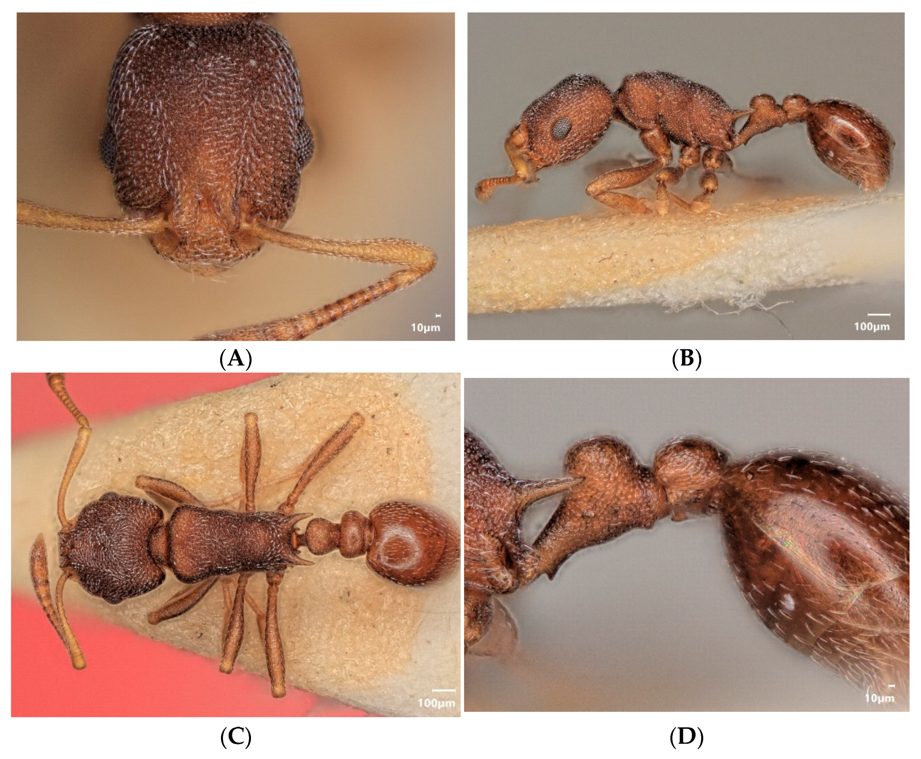 Diversity 15 00025 g012