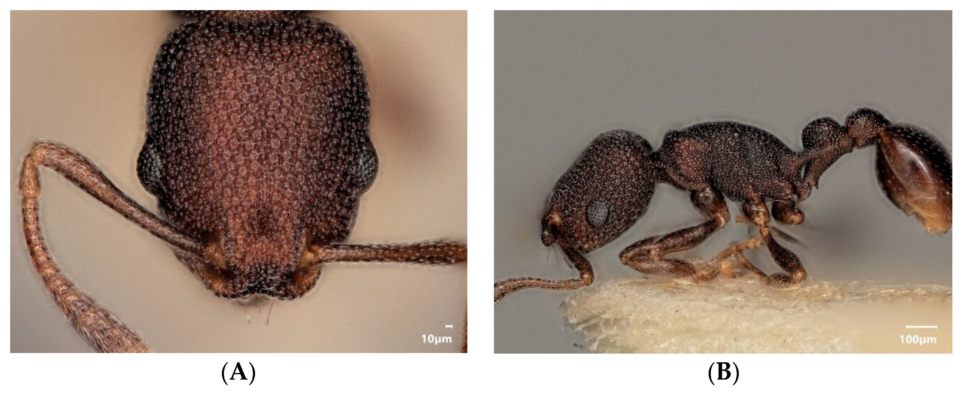 Diversity 15 00025 g013a