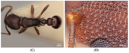 Diversity 15 00025 g013b