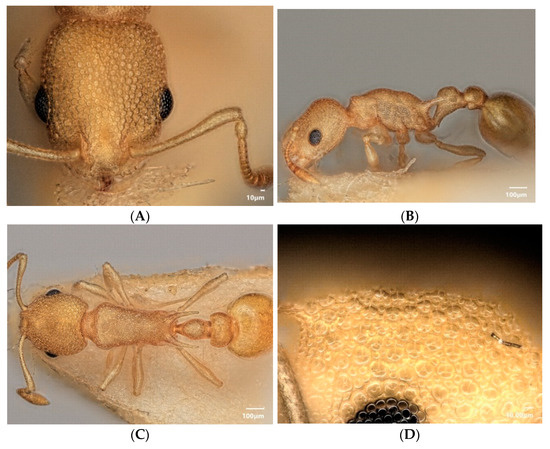 Diversity 15 00025 g014