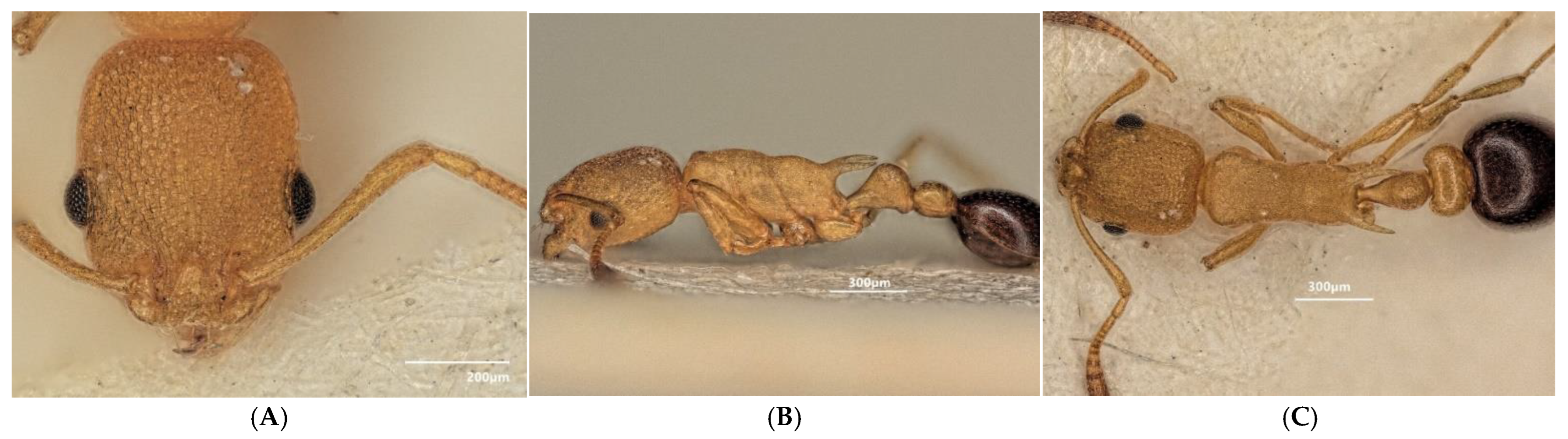 Diversity 15 00025 g018