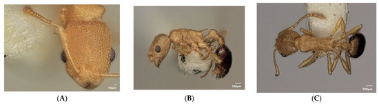 Diversity 15 00025 g019