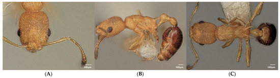 Diversity 15 00025 g020