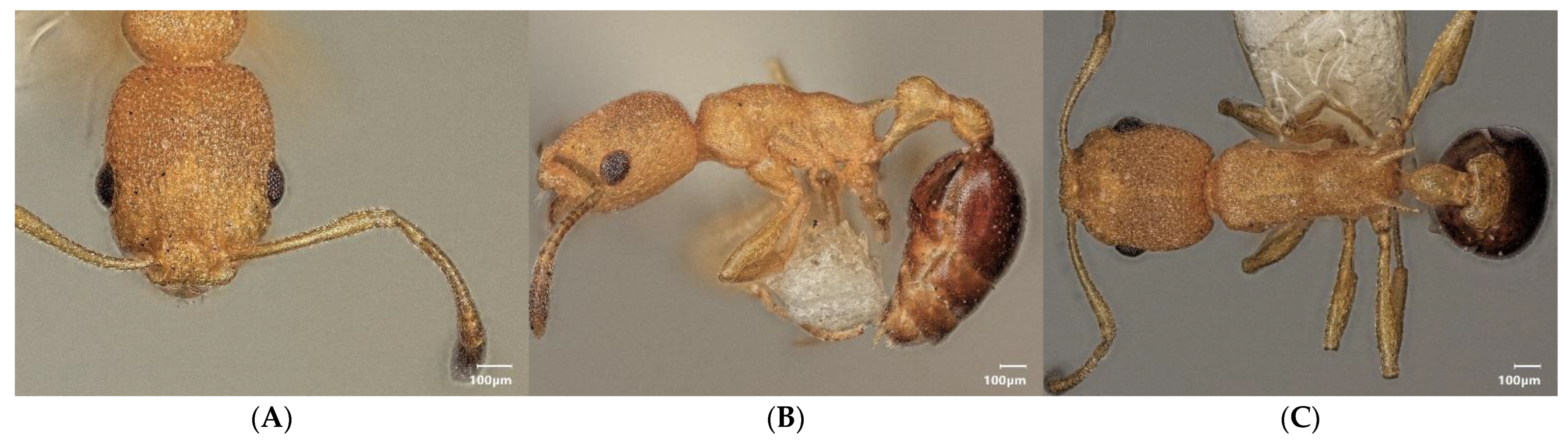 Diversity 15 00025 g020