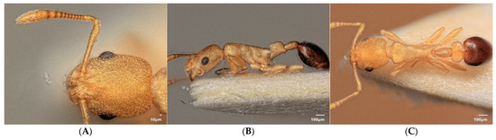 Diversity 15 00025 g021