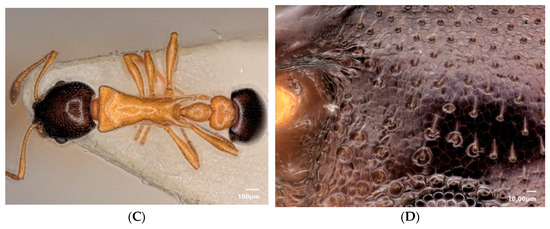 Diversity 15 00025 g022b