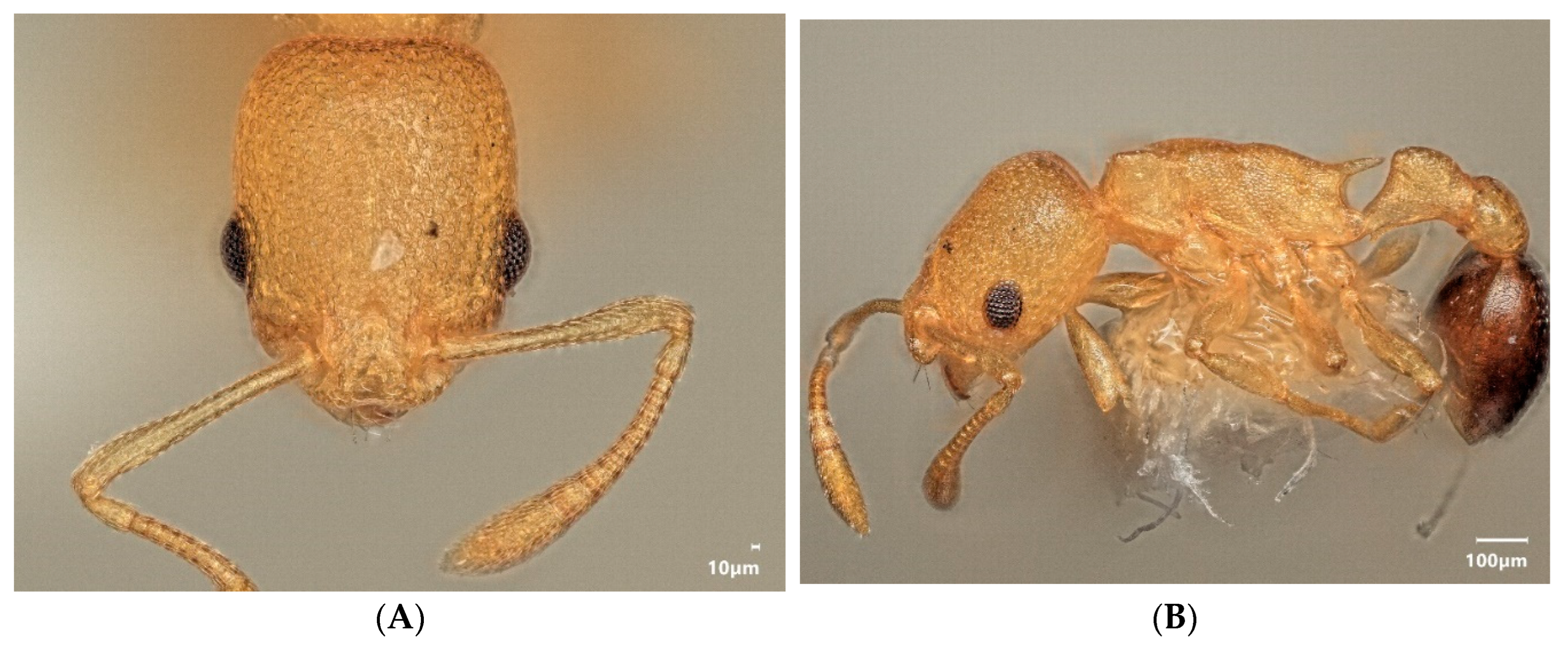 Diversity 15 00025 g024a