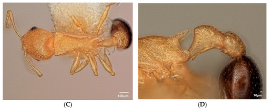 Diversity 15 00025 g024b