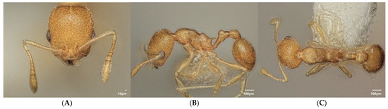 Diversity 15 00025 g025