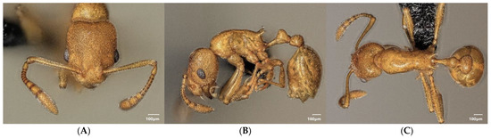 Diversity 15 00025 g026