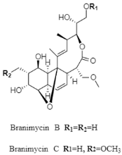 Diversity 15 00030 i005