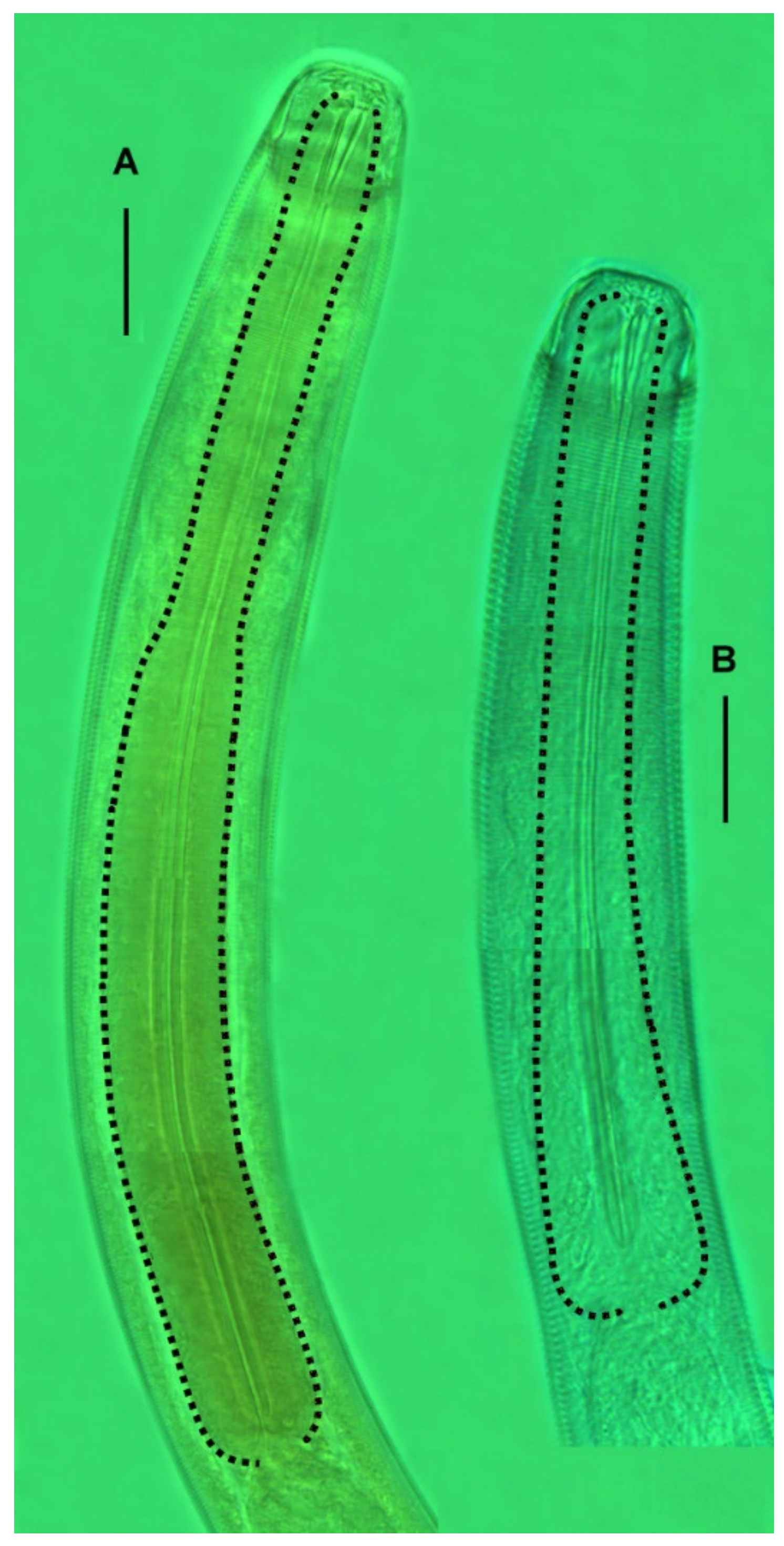 Diversity 15 00048 g002
