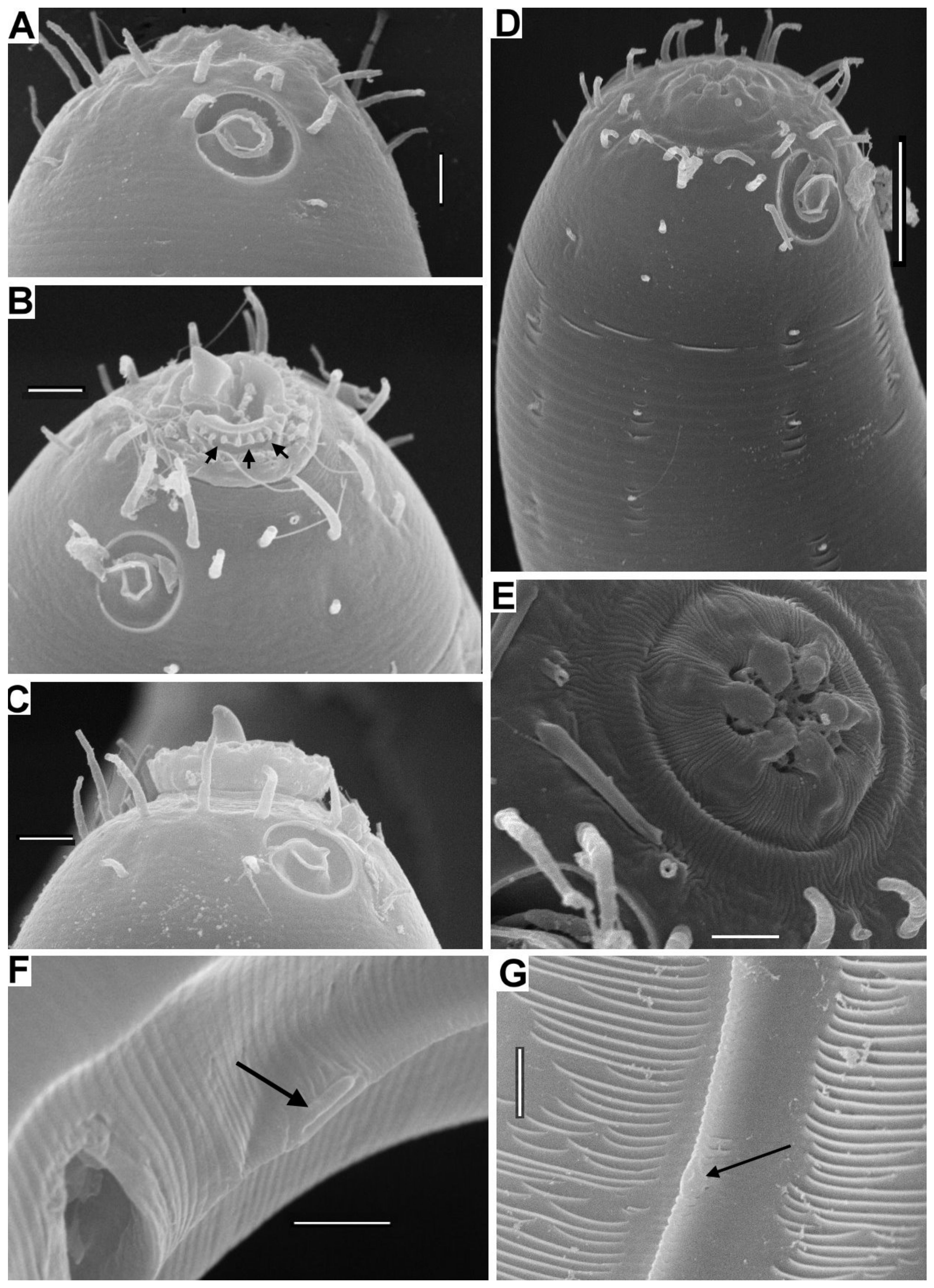 Diversity 15 00048 g010