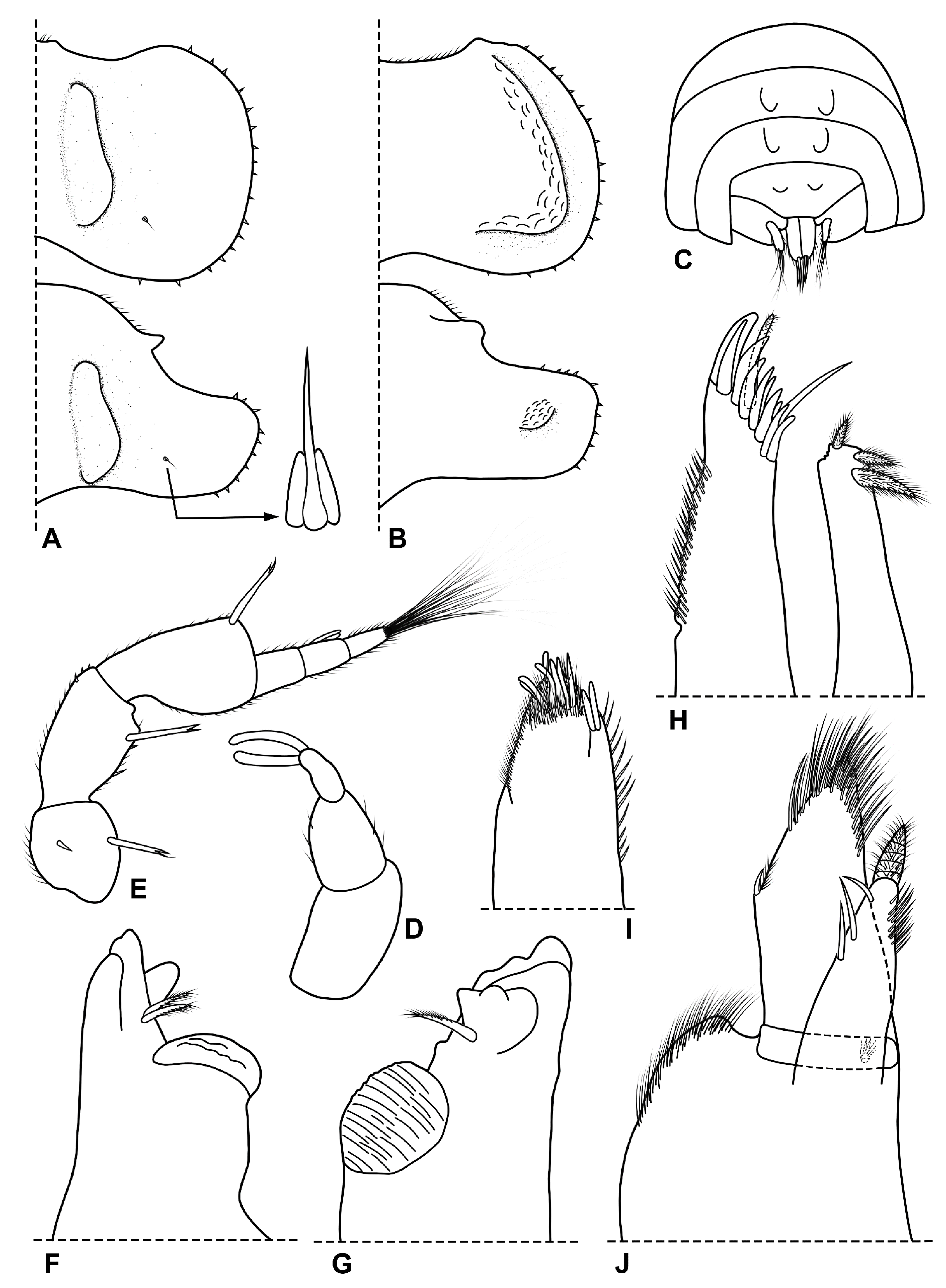 Diversity 15 00068 g002