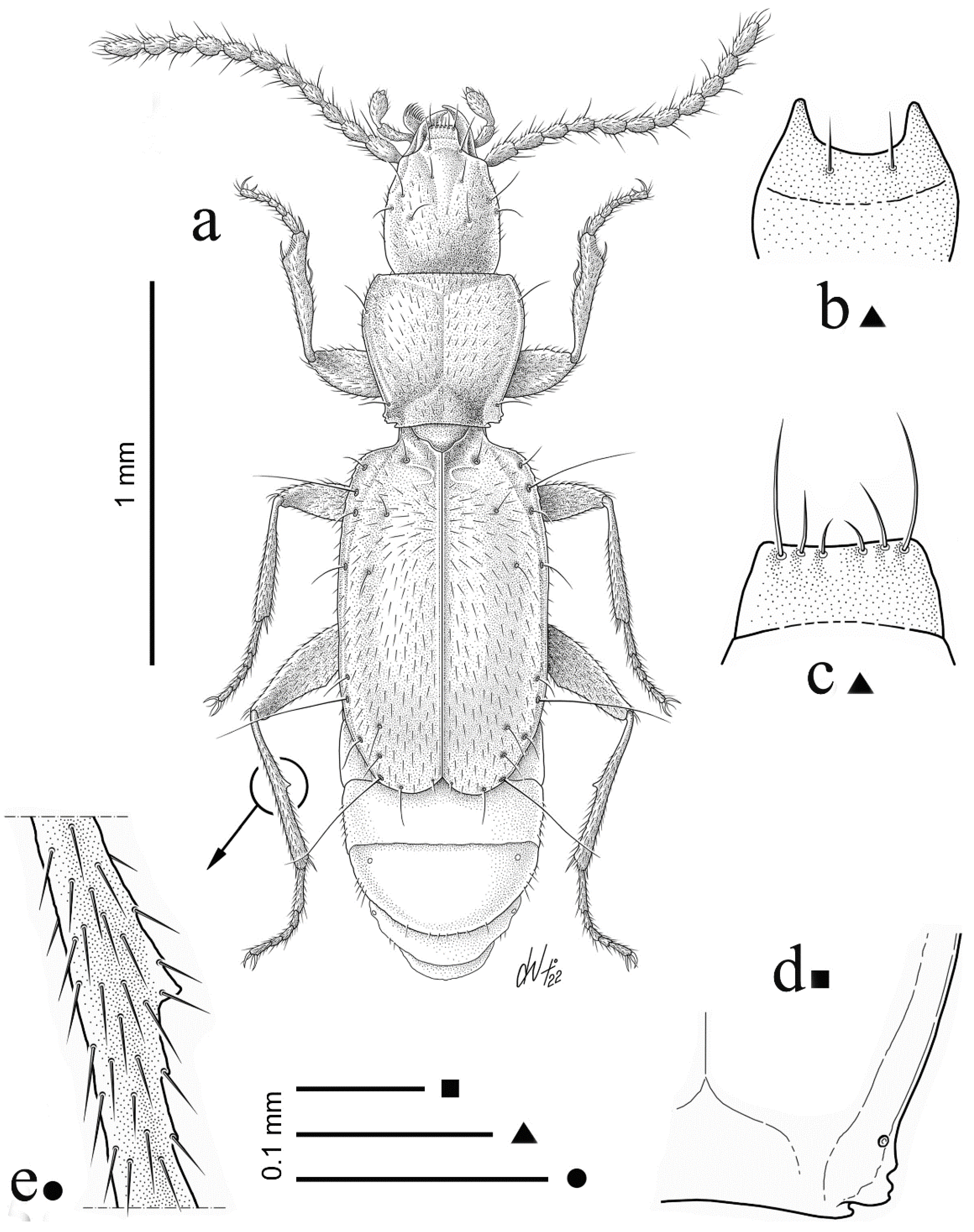 Diversity 15 00075 g001